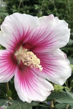Pink Ink Rose Of Sharon (Althea / Hibiscus) - 3 Gallon Pot -Wilson Bros Garden Rose Of Sharon Pink Ink 3