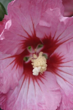 Ruffled Satin Rose Of Sharon (Hibsicus Syriacus) - 2 Gallon Pot 11 Ruffled Satin Rose Of Sharon (Hibsicus Syriacus) - 2 Gallon Pot -Wilson Bros Garden Rose Of Sharon Ruffled Satin 5