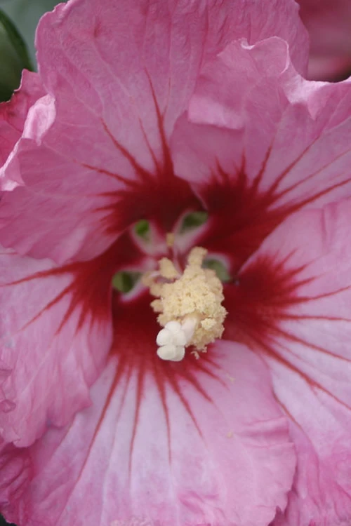 Ruffled Satin Rose Of Sharon (Hibsicus Syriacus) - 2 Gallon Pot 7 Ruffled Satin Rose Of Sharon (Hibsicus Syriacus) - 2 Gallon Pot - Image 5