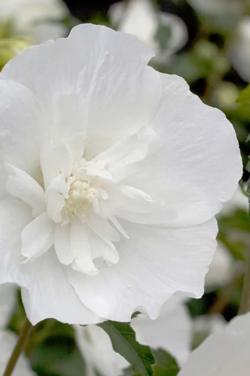 White Pillar Rose Of Sharon - 5 Gallon Pot 6 White Pillar Rose Of Sharon - 5 Gallon Pot - Image 4
