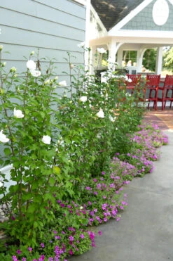 White Pillar Rose Of Sharon - 5 Gallon Pot 13 White Pillar Rose Of Sharon - 5 Gallon Pot -Wilson Bros Garden Rose Of Sharon White Pillar 4