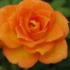 Sunrosa Orange Delight Dwarf Shrub Rose - 1 Gallon Pot -Wilson Bros Garden Rose Orange Sunrosa 10