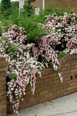 Petite Pink Scotch Miniature Rose - 1 Gallon Pot -Wilson Bros Garden Rose Petite Scotch Pink 10