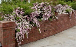 Petite Pink Scotch Miniature Rose - 1 Gallon Pot -Wilson Bros Garden Rose Petite Scotch Pink 2