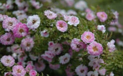 Petite Pink Scotch Miniature Rose - 1 Gallon Pot -Wilson Bros Garden Rose Petite Scotch Pink 4