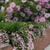 Petite Pink Scotch Miniature Rose - 1 Gallon Pot 2 Petite Pink Scotch Miniature Rose - 1 Gallon Pot -Wilson Bros Garden Rose Petite Scotch Pink 5