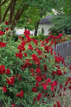 Red Cascade Miniature Climbing Rose - 2.5 Quart Pot -Wilson Bros Garden Rose Red Cascade 11 2