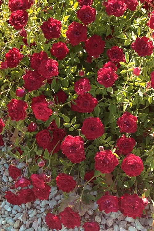 Red Cascade Miniature Climbing Rose - 6 Pack Of 1 Gallon Pots 9 Red Cascade Miniature Climbing Rose - 6 Pack Of 1 Gallon Pots - Image 7