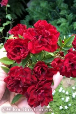 Red Cascade Miniature Climbing Rose - 6 Pack Of 1 Gallon Pots