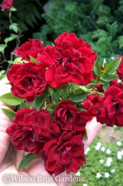 Red Cascade Miniature Climbing Rose - 1 Gallon Pot