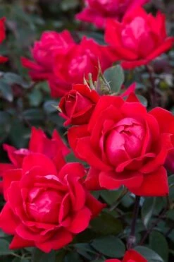 Red Double Knock Out Rose - 1 Gallon Pot -Wilson Bros Garden Rose Red Double Knockout BS