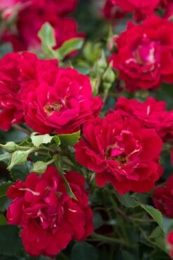 Red Drift Groundcover Rose - 3 Gallon Pot -Wilson Bros Garden Rose Red Drift BS