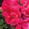 Original Red Knock Out Rose - 3 Gallon Pot -Wilson Bros Garden Rose Red Knock Out 10 1
