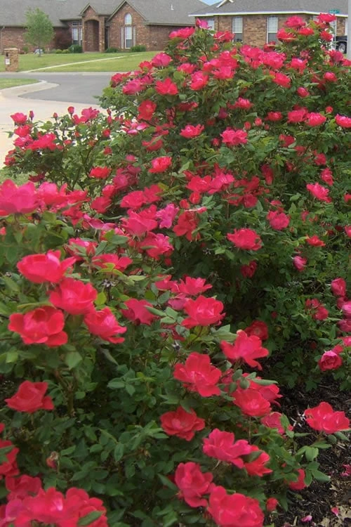 Original Red Knock Out Rose - 3 Gallon Pot 8 Original Red Knock Out Rose - 3 Gallon Pot - Image 6