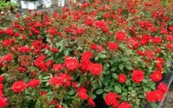 Sunrosa Red Dwarf Shrub Rose - 1 Gallon Pot -Wilson Bros Garden Rose Sunrosa Red 1