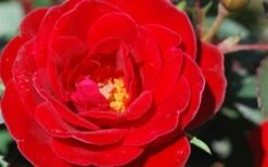 Sunrosa Red Dwarf Shrub Rose - 1 Gallon Pot -Wilson Bros Garden Rose Sunrosa Red 2