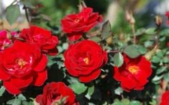 Sunrosa Red Dwarf Shrub Rose - 1 Gallon Pot -Wilson Bros Garden Rose Sunrosa Red