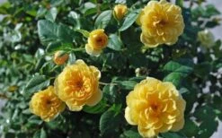 Sunrosa Yellow Dwarf Shrub Rose - 1 Gallon Pot -Wilson Bros Garden Rose Sunrosa Yellow 1