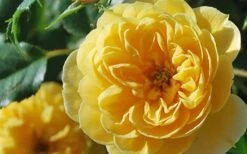 Sunrosa Yellow Dwarf Shrub Rose - 1 Gallon Pot -Wilson Bros Garden Rose Sunrosa Yellow 3