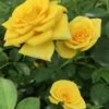 Sunrosa Yellow Dwarf Shrub Rose - 1 Gallon Pot 1 Sunrosa Yellow Dwarf Shrub Rose - 1 Gallon Pot -Wilson Bros Garden Rose Sunrosa Yellow 50