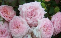 Sweet Drift Groundcover Rose - 3 Gallon Pot -Wilson Bros Garden Rose Sweet Drift