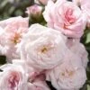 Sweet Drift Groundcover Rose - 2 Gallon Pot -Wilson Bros Garden Rose Sweet Drift BS 1