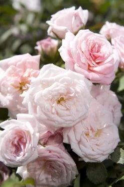 Sweet Drift Groundcover Rose - 1 Gallon Pot