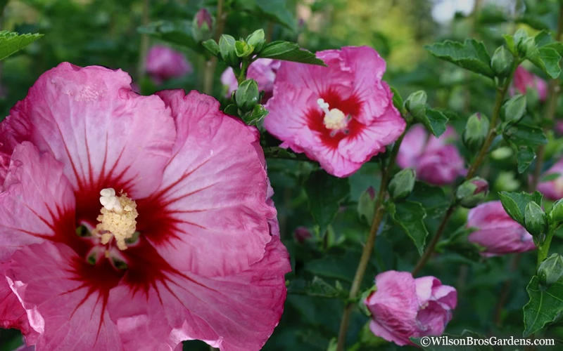 Ruffled Satin Rose Of Sharon (Hibsicus Syriacus) - 2 Gallon Pot 6 Ruffled Satin Rose Of Sharon (Hibsicus Syriacus) - 2 Gallon Pot - Image 4