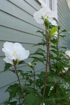 White Pillar Rose Of Sharon - 5 Gallon Pot 15 White Pillar Rose Of Sharon - 5 Gallon Pot -Wilson Bros Garden Rose of Sharon White Pillar 5