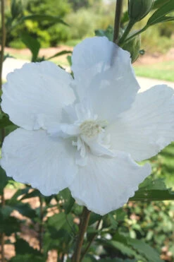 White Pillar Rose Of Sharon - 5 Gallon Pot 14 White Pillar Rose Of Sharon - 5 Gallon Pot -Wilson Bros Garden Rose of Sharon White Pillar 7