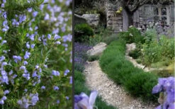 Chef's Choice Rosemary - 1 Gallon Pot -Wilson Bros Garden Rosemary Chefs Choice 2