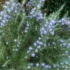 Chef's Choice Rosemary - 3 Gallon Pot 1 Chef's Choice Rosemary - 3 Gallon Pot -Wilson Bros Garden Rosemary Chefs Choice 500x750 2
