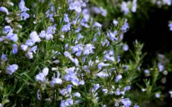 Chef's Choice Rosemary - 3 Gallon Pot -Wilson Bros Garden Rosemary Chefs Choice Flowers 1