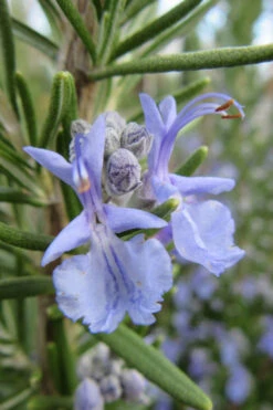 Prostrate Creeping Rosemary - 18 Pack Of Pint Pots -Wilson Bros Garden Rosemary Prostrate 17 1