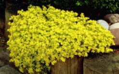 Gold Moss Sedum - 5 Pack Of Pint Pots -Wilson Bros Garden Sedum Acre Gold Moss 1 1