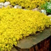 Gold Moss Sedum - 10 Pack Of 4" Pint Pots -Wilson Bros Garden Sedum Acre Gold Moss 2