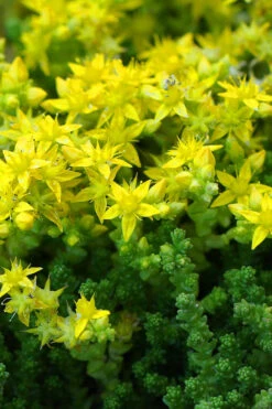 Gold Moss Sedum - 10 Pack Of 4" Pint Pots -Wilson Bros Garden Sedum Acre Gold Moss 3