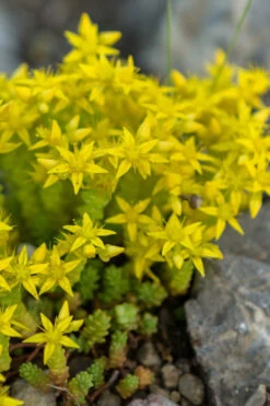 Gold Moss Sedum - 5 Pack Of Pint Pots -Wilson Bros Garden Sedum Acre Gold Moss 4 1