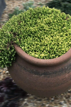 Gold Moss Sedum - 5 Pack Of Pint Pots -Wilson Bros Garden Sedum Acre Gold Moss 5 1