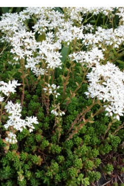 Coral Carpet Sedum Album - 10 Count Flat Of Quart Pots -Wilson Bros Garden Sedum Album Coral Carpet 2
