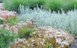 Coral Carpet Sedum Album - 10 Count Flat Of Quart Pots -Wilson Bros Garden Sedum Album Coral Carpet 5