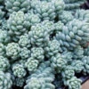 Blue Tears Sedum (Corsican Stonecrop) - 10 Pack Of Pint Pots -Wilson Bros Garden Sedum Dasphyllum Major Blue Tears 3