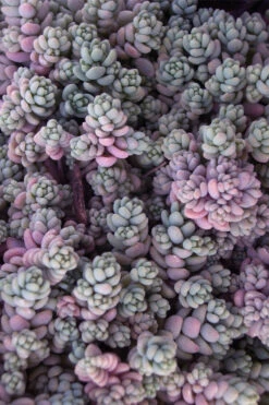 Blue Tears Sedum (Corsican Stonecrop) - 10 Pack Of Pint Pots -Wilson Bros Garden Sedum Dasphyllum Major Blue Tears 4