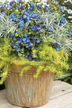 Angelina Sedum - 6 Pack Of 3.5" Pots -Wilson Bros Garden Sedum Rupestre Angelina 1 2