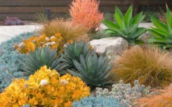 Angelina Sedum - 10 Count Flat Of 4" Pots -Wilson Bros Garden Sedum Rupestre Angelina 10 3