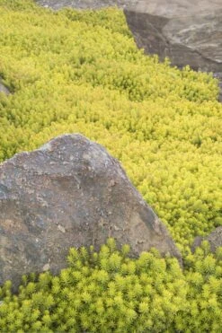 Angelina Sedum - 6 Pack Of 3.5" Pots -Wilson Bros Garden Sedum Rupestre Angelina 3 2