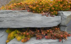 Angelina Sedum - 5 Pack Of 4" Pots -Wilson Bros Garden Sedum Rupestre Angelina 5 1