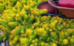 Angelina Sedum - 6 Pack Of 3.5" Pots -Wilson Bros Garden Sedum Rupestre Angelina 6 2