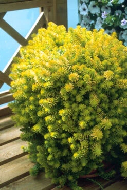 Angelina Sedum - 5 Pack Of 4" Pots -Wilson Bros Garden Sedum Rupestre Angelina 8 1