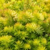 Angelina Sedum - 5 Pack Of 4" Pots 2 Angelina Sedum - 5 Pack Of 4" Pots -Wilson Bros Garden Sedum Rupestre Angelina 9 1